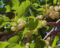 купить саженцы шелковицы