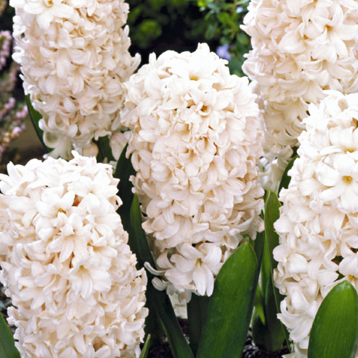 Луковица Гиацинт Чайна Пинк 