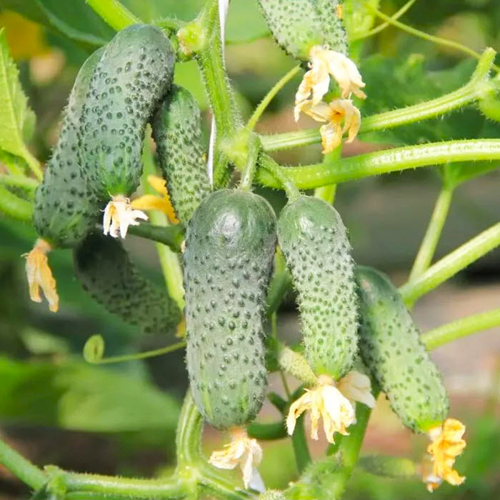 огурец Крохотуля.jpg