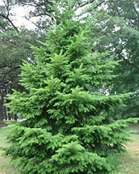 купить псевдотсугу