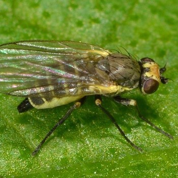 Минирующая мушка