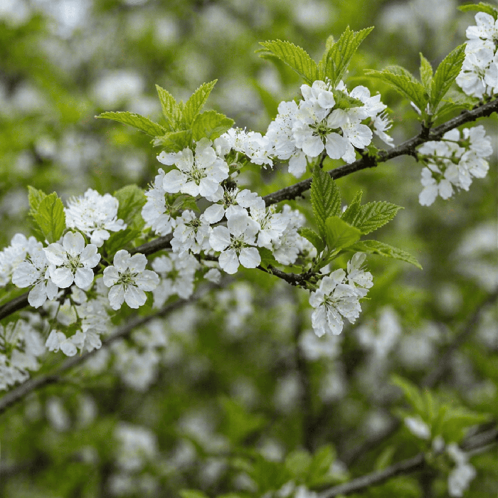 войлочная вишня цветение 