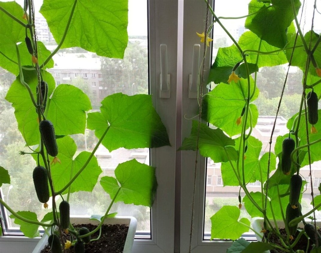 сем. огурцыs.jpg