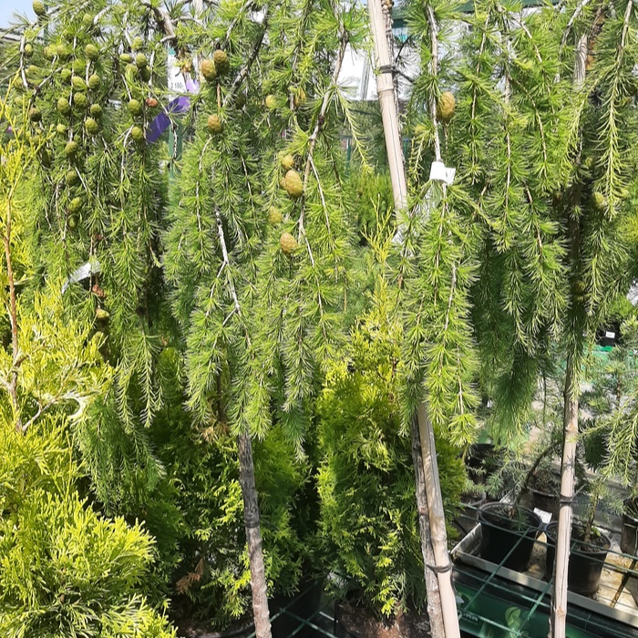 лиственницы на штамбе 