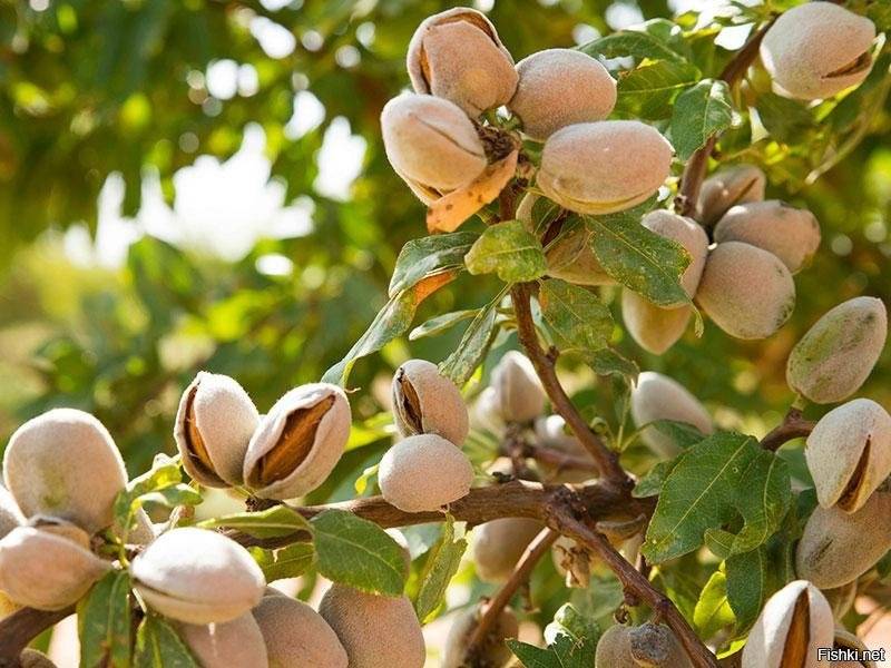 миндаль сорта.jpg