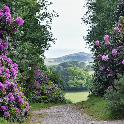 тропинка среди цветущих рододендронов