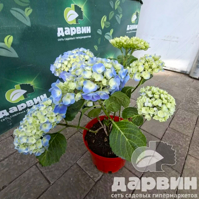 саженец гортензии в дарвин цветущий