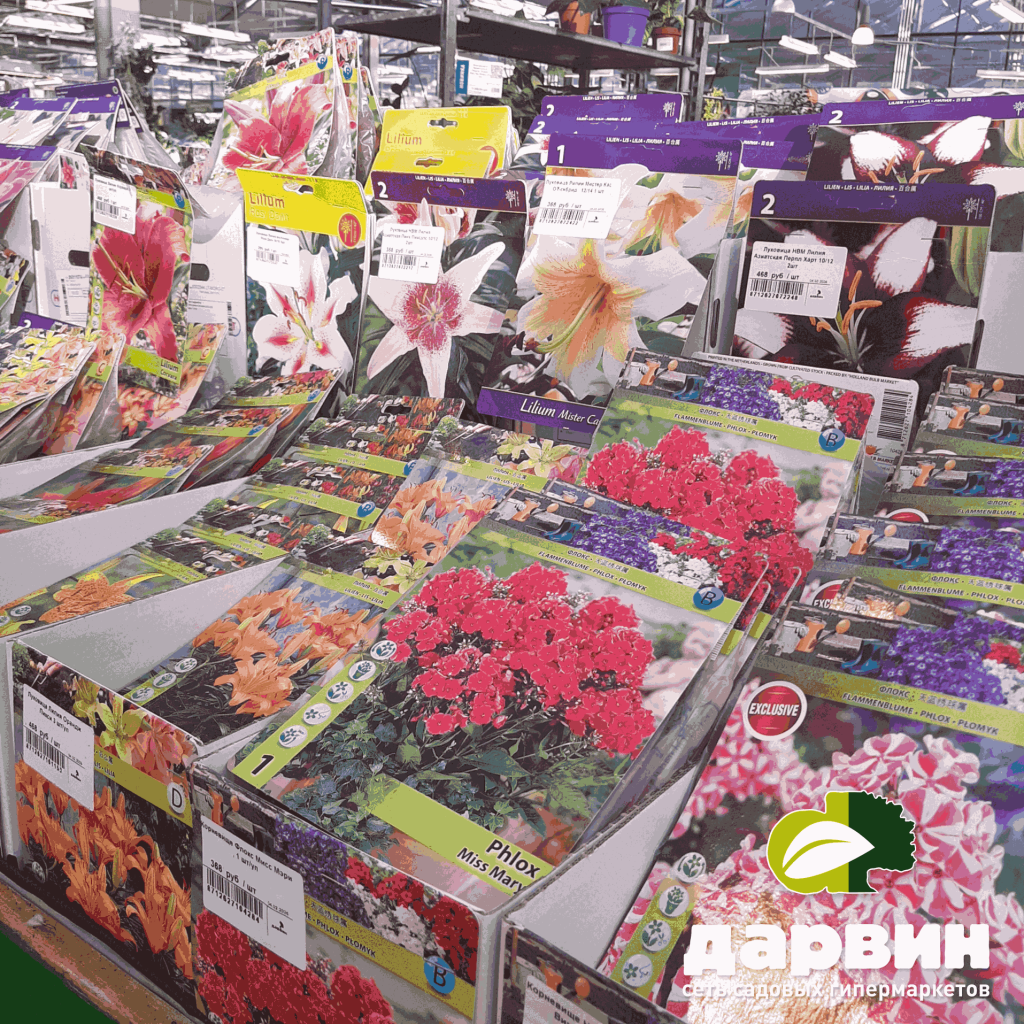 луковичные цветы