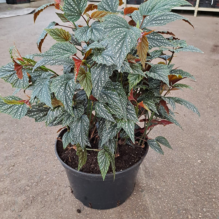 Бегония рекс d25 h60-70 Tim