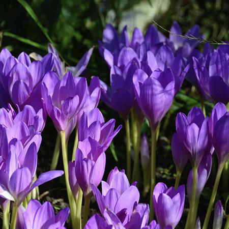 Любимые луковичные (4).jpg