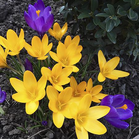 Любимые луковичные (6).jpg