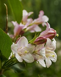 купить куст вейгелы