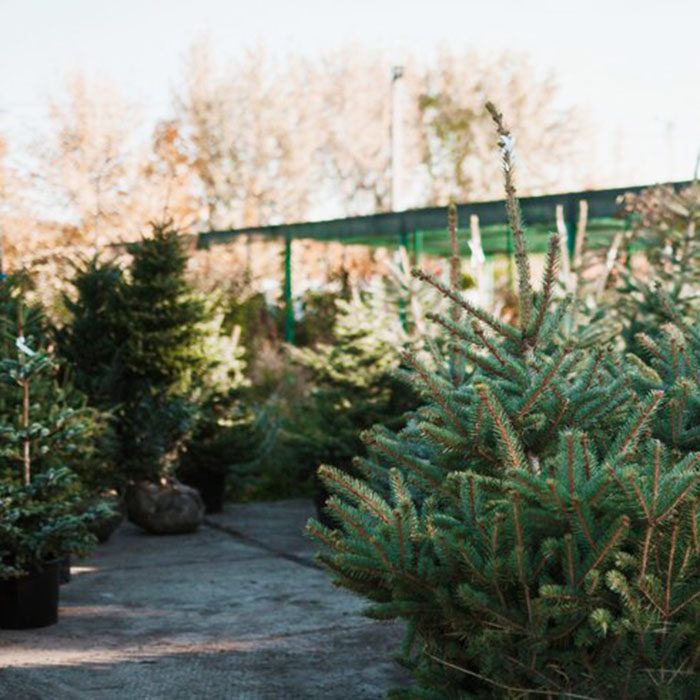 елки в горшке.