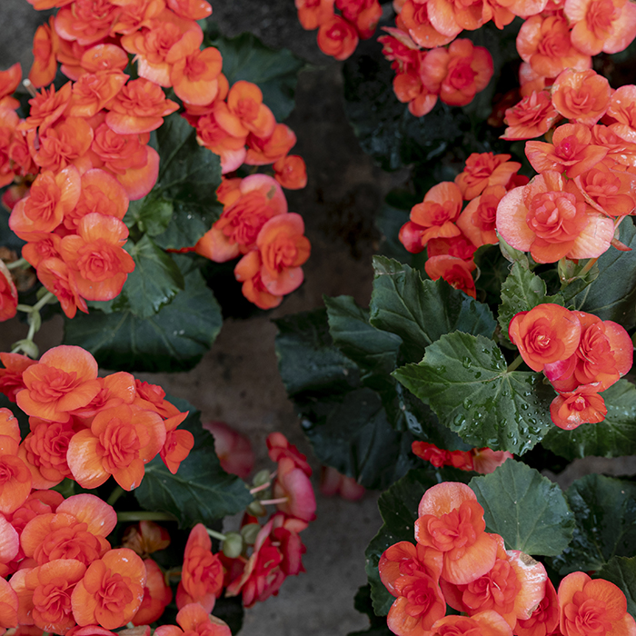 бегония коралловая