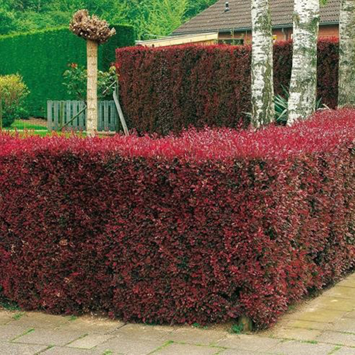 барбарис в живой изгороди 700х700.jpg