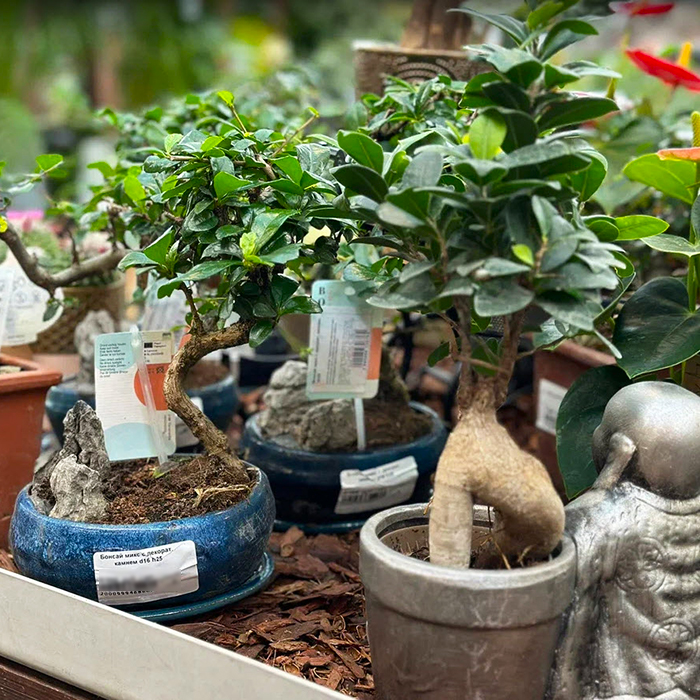 бонсай в садовом центре Дарвин