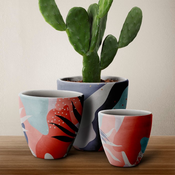 Кактус в горшке