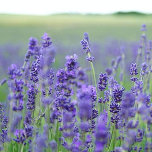 Лаванда