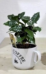 купить дерево кофе