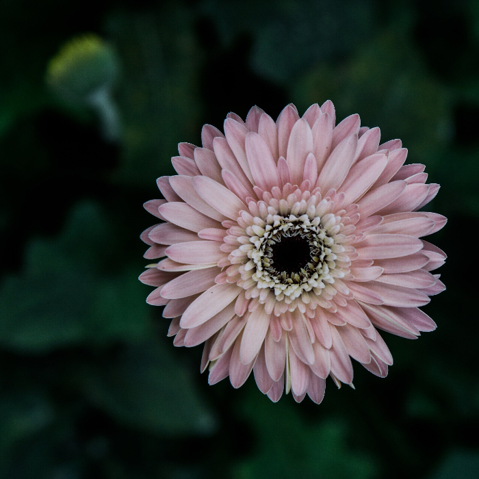 хризантема хризантема