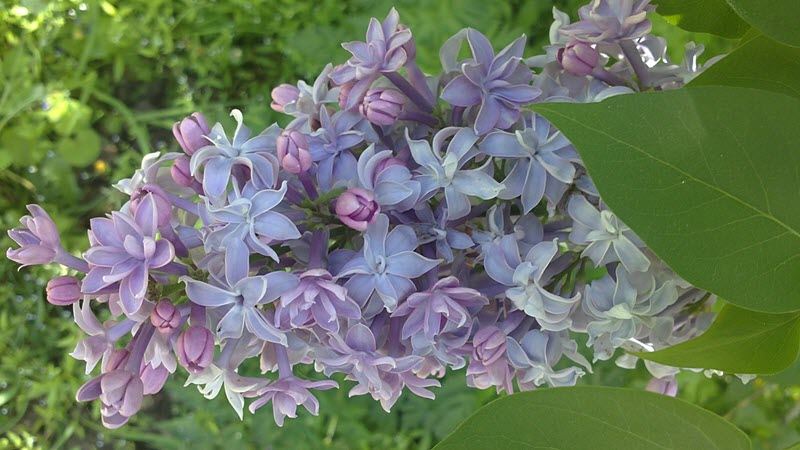 голубка теслы.jpg