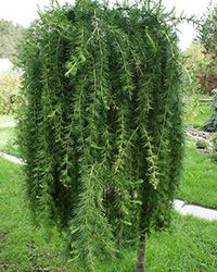 саженцы лиственницы купить в москве