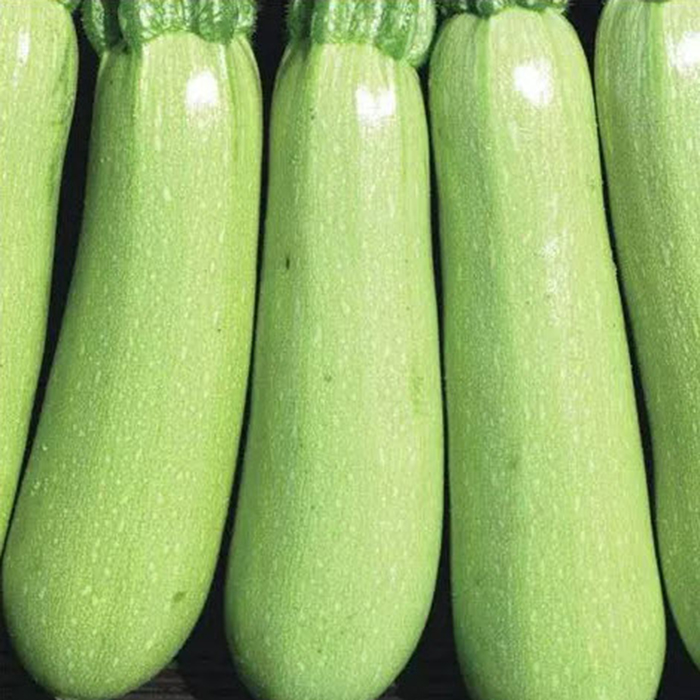 кабачок горный ранний