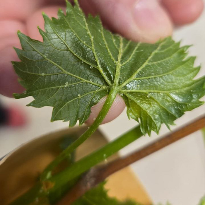 жемчужные железы