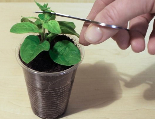 прищипка верхнего побега.jpg