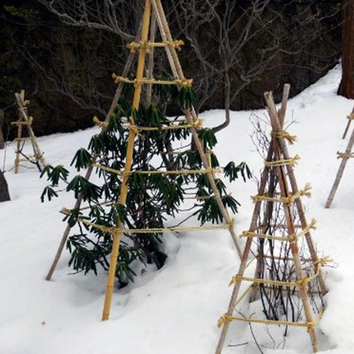 укрытие гортензии