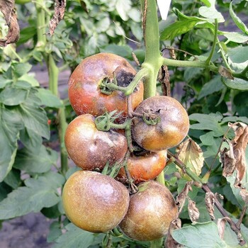 Фитофтороз