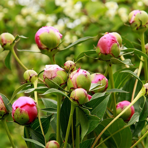 Пионы готовятся к цветению