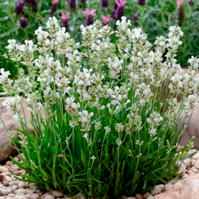 Лаванда красивая