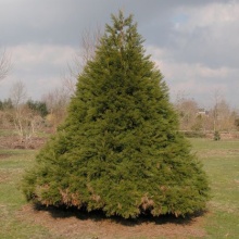 Секвойядендрон гигантский Вон Мартин v5 h30-40 Mt 