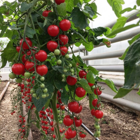 Семена томат Дачное лакомство 10шт Поиск 