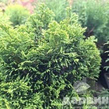 Кипарисовик тупой Йеллоутип 30-40 cm cont. 5,0L Mt 