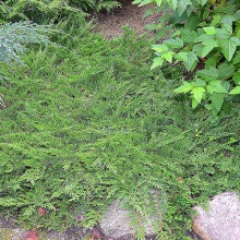 Можжевельник горизонтальный Принц Уэльский v2-3 Tim по цене  Можжевельник горизонтальный Принц Уэльский v2-3 Tim