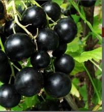 Смородина черная Ядреная С2 20-40 ЦО 