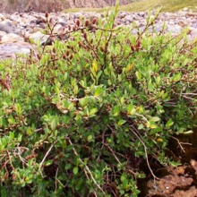 Ива голубовато-серая c3 h30-50 Tum 