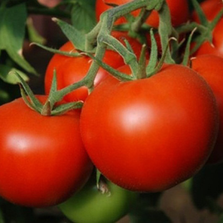 Семена томат Иришка F1, НК 
