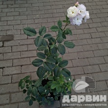 Роза мускусная Буке Парфе v5 Lav 