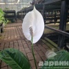Спатифиллум d25 h50-60 Tim 