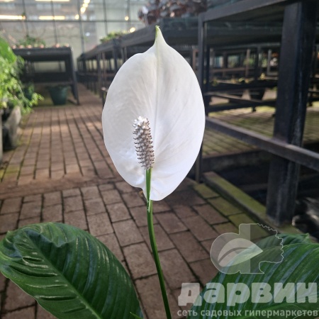 Спатифиллум d25 h50-60 Tim 