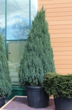 Растение можжевельник китайский Стрикта С130, 175-200см 