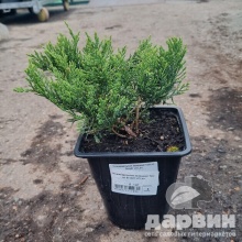 Можжевельник казацкий Там но Блайт v2 Lav 