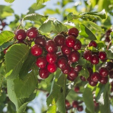 Вишня Десертная Морозовой v7/10 120-140 Tim 