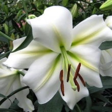 Лилия восточная Хельветия d10 Tim 