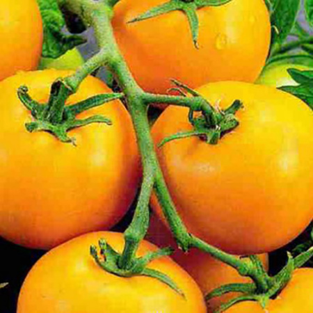 Семена томат Золотая Андромеда F1, Престиж 