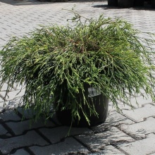 Растение кипарисовик горохоплодный Санголд  С12, 60-70см по цене  Растение кипарисовик горохоплодный Санголд  С12, 60-70см