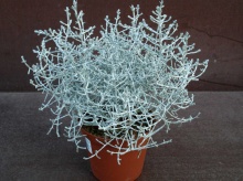 Калоцефалус d10 ХР 